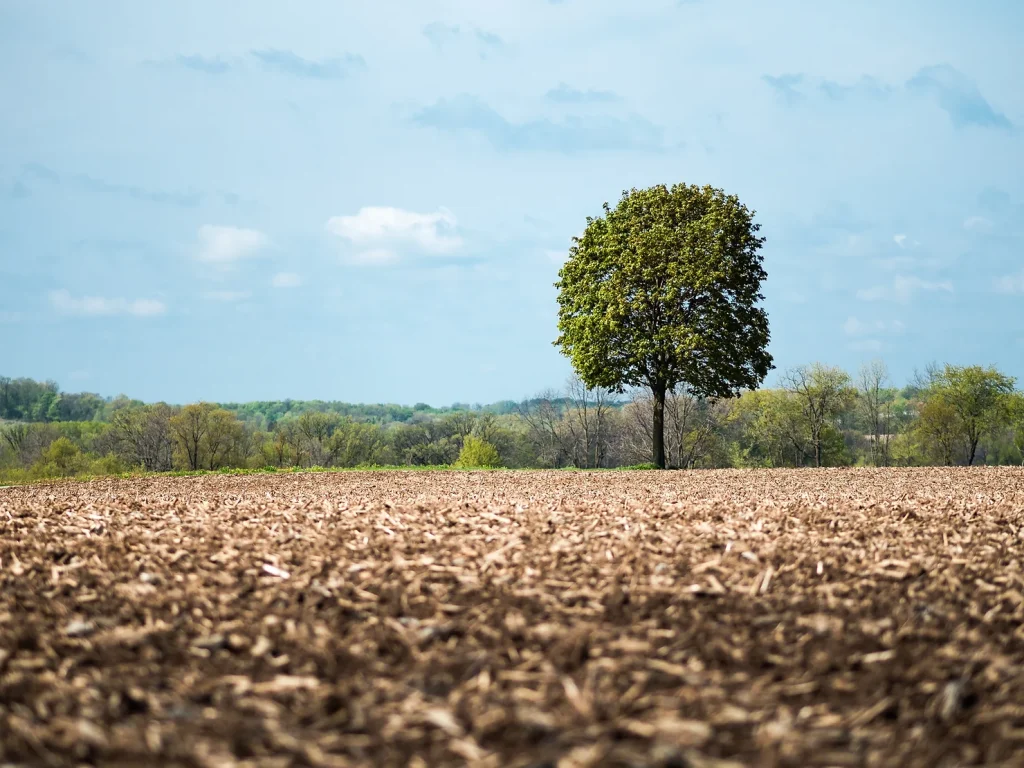 rememberance tree