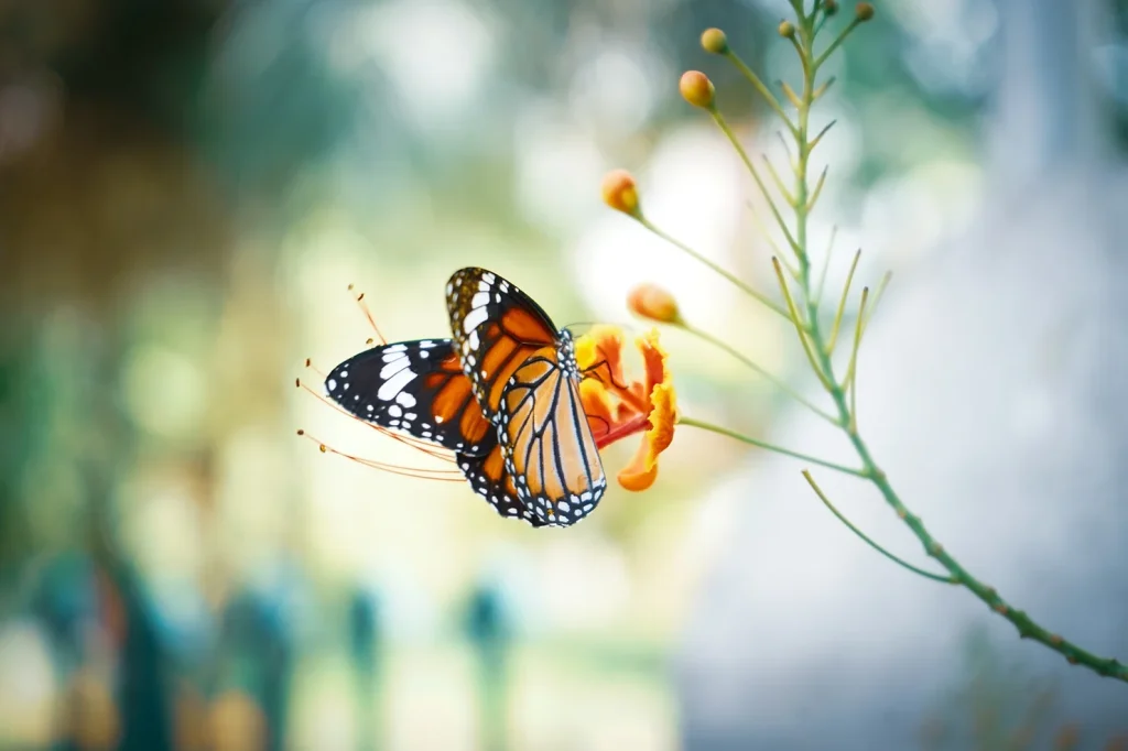 butterfly on a orange flower