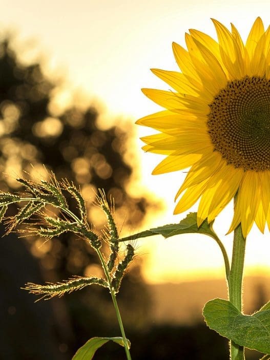 sunflower