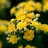 yellow funeral flowers