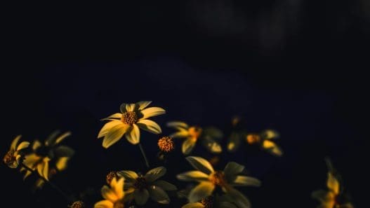 flowers for a mans funeral