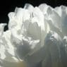 white flowers for funeral