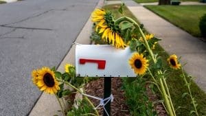mailbox in the sun with sunflowers