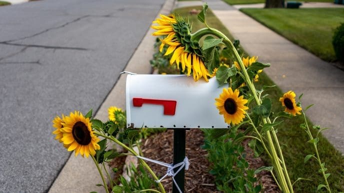 mailbox in the sun with sunflowers