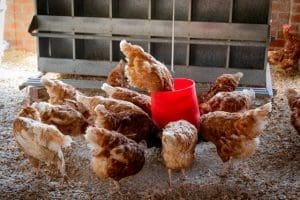 nesting box ideas
